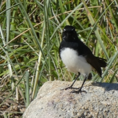 Rhipidura leucophrys (Willie Wagtail) at Abrahams Bosom Walking Track - 15 May 2024 by Paul4K