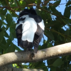 Gymnorhina tibicen (Australian Magpie) at Jervis Bay Marine Park - 15 May 2024 by Paul4K