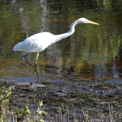 Ardea alba (Great Egret) at Jervis Bay Marine Park - 15 May 2024 by Paul4K