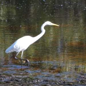 Ardea alba at Jervis Bay Marine Park - 15 May 2024 10:55 AM