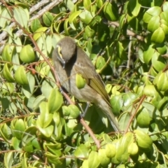 Caligavis chrysops (Yellow-faced Honeyeater) at Jervis Bay Marine Park - 15 May 2024 by Paul4K