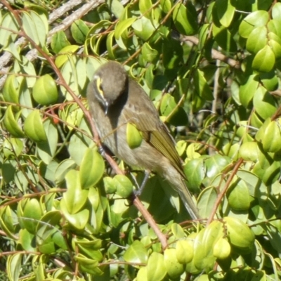 Caligavis chrysops (Yellow-faced Honeyeater) at Jervis Bay Marine Park - 15 May 2024 by Paul4K