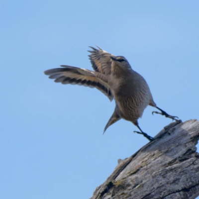 Climacteris picumnus (Brown Treecreeper) at Wee Jasper, NSW - 16 May 2024 by DPRees125