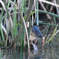 Hydromys chrysogaster (Rakali or Water Rat) at Jerrabomberra Wetlands - 19 May 2024 by davidcunninghamwildlife