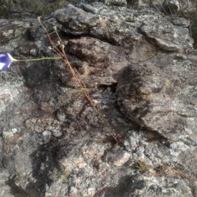 Wahlenbergia sp. (Bluebell) at Cooma, NSW - 19 May 2024 by mahargiani