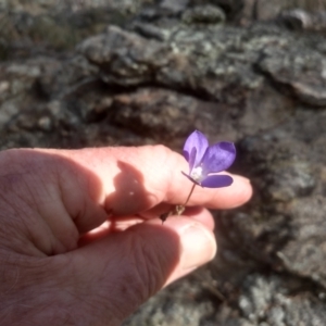 Wahlenbergia sp. at Cooma North Ridge Reserve - 19 May 2024 01:53 PM