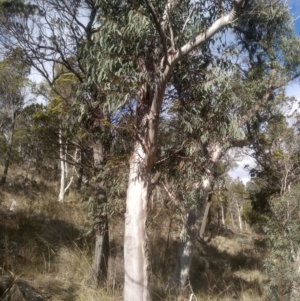 Eucalyptus rossii at Cooma North Ridge Reserve - 19 May 2024 01:58 PM