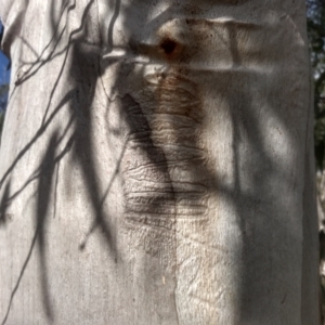 Eucalyptus rossii at Cooma North Ridge Reserve - 19 May 2024 01:58 PM