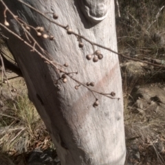 Eucalyptus rossii at Cooma North Ridge Reserve - 19 May 2024 01:58 PM