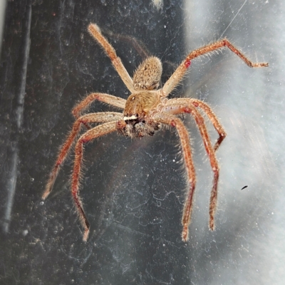 Neosparassus sp. (genus) (Unidentified Badge huntsman) at Braidwood, NSW - 19 May 2024 by MatthewFrawley