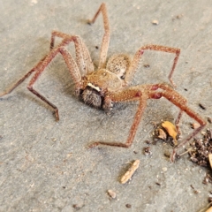 Neosparassus sp. (genus) at QPRC LGA - 19 May 2024