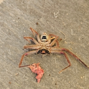 Neosparassus sp. (genus) at QPRC LGA - 19 May 2024