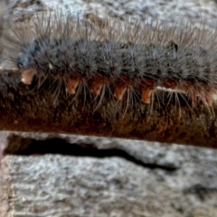 Lepidoptera unclassified IMMATURE moth at Aranda, ACT - 17 May 2024 by KMcCue