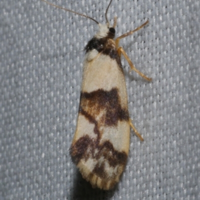 Philenora aspectalella (Little Mask Philenora) at Anglesea, VIC - 22 Apr 2018 by WendyEM