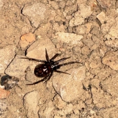 Badumna insignis at Aranda, ACT - 19 May 2024 by KMcCue