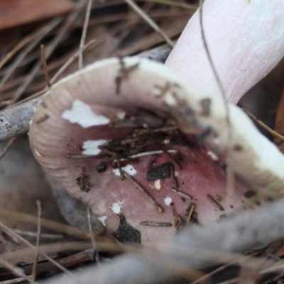 Russula persanguinea (Russula persanguinea) at Broulee Moruya Nature Observation Area - 19 May 2024 by LisaH