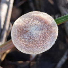 Cortinarius sp. (Cortinarius) at Broulee Moruya Nature Observation Area - 19 May 2024 by LisaH