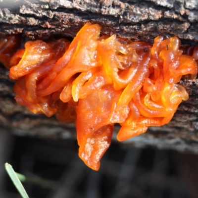 Tremella sp. (Tremella) at Broulee Moruya Nature Observation Area - 19 May 2024 by LisaH
