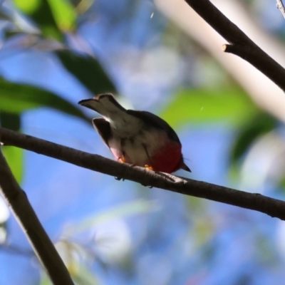 Petroica rosea (Rose Robin) at Broulee Moruya Nature Observation Area - 19 May 2024 by LisaH