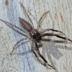 Unidentified Jumping or peacock spider (Salticidae) at Tidbinbilla Nature Reserve - 18 May 2024 by TimL