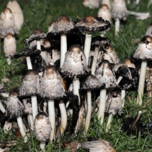 Coprinus comatus at National Zoo and Aquarium - 19 May 2024