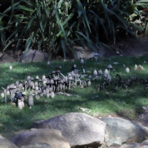 Coprinus comatus at National Zoo and Aquarium - 19 May 2024