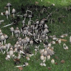 Coprinus comatus at National Zoo and Aquarium - 19 May 2024