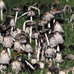 Coprinus comatus at National Zoo and Aquarium - 19 May 2024