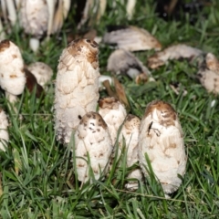 Coprinus comatus at National Zoo and Aquarium - 19 May 2024