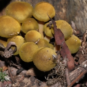 Armillaria luteobubalina at Tidbinbilla Nature Reserve - 18 May 2024 11:35 AM