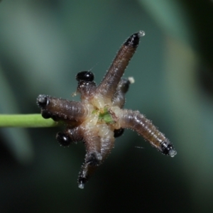 Pseudoperga sp. (genus) at ANBG - 17 May 2024