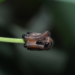 Pseudoperga sp. (genus) at ANBG - 17 May 2024 01:33 PM