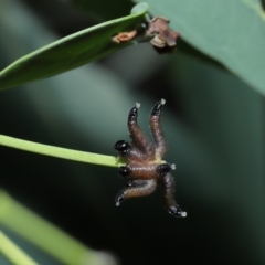 Pseudoperga sp. (genus) at ANBG - 17 May 2024 01:33 PM