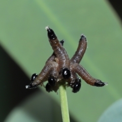 Pseudoperga sp. (genus) at ANBG - 17 May 2024