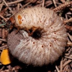 Adoryphorus coulonii (Redheaded pasture cockchafer) at ANBG - 15 May 2024 by TimL