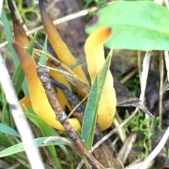 Clavulinopsis amoena at Lower Borough, NSW - 18 May 2024 by mcleana