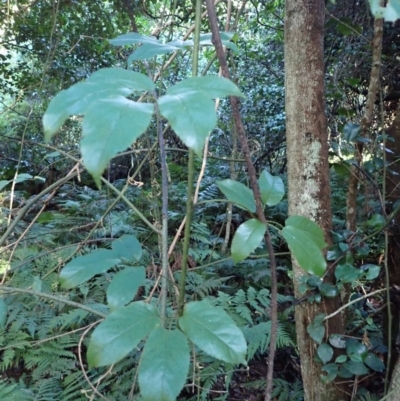 Rubus nebulosus (A Native Raspberry) at Wamban, NSW - 16 May 2024 by plants