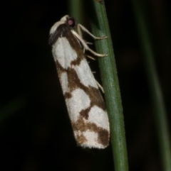 Chiriphe dichotoma (Reticulated Footman) at WendyM's farm at Freshwater Ck. - 21 Apr 2023 by WendyEM