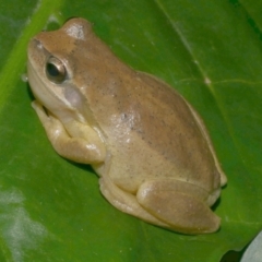 Litoria ewingii (Ewing's Tree Frog) at WendyM's farm at Freshwater Ck. - 21 Apr 2023 by WendyEM