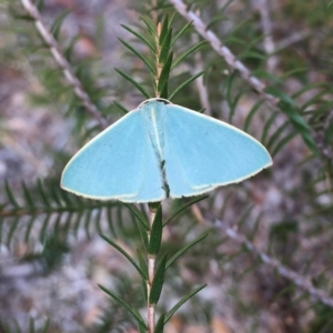 Chlorocoma melocrossa at Waramanga, ACT - 20 May 2024