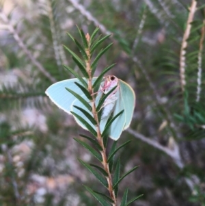 Chlorocoma melocrossa at Waramanga, ACT - 20 May 2024