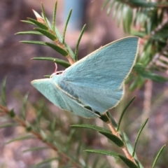 Chlorocoma melocrossa at Waramanga, ACT - 20 May 2024