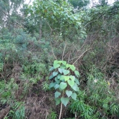 Homalanthus populifolius (Bleeding Heart) at Bodalla, NSW - 17 May 2024 by plants