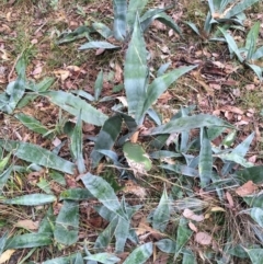 Agave americana (Century Plant) at Mount Taylor - 20 May 2024 by LOz