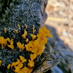 Dacryopinax spathularia (Dacryopinax spathularia) at Woodburn, NSW - 17 May 2024 by AliClaw