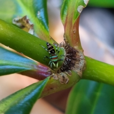 Cosmophasis micarioides (Sparkling Northern Jumping Spider) at Burnside, QLD - 20 May 2024 by clarehoneydove