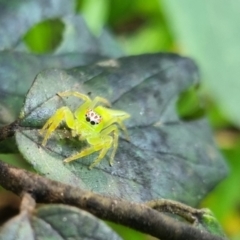 Mopsus mormon at Burnside, QLD - 18 May 2024 by clarehoneydove