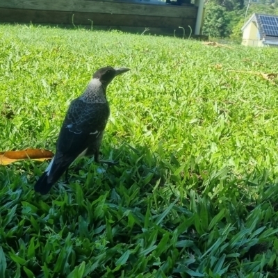 Gymnorhina tibicen (Australian Magpie) at Burnside, QLD - 18 May 2024 by clarehoneydove