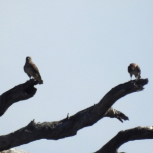 Falco berigora at Lions Youth Haven - Westwood Farm A.C.T. - 20 May 2024 11:15 AM