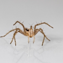 Oxyopes (genus) (Lynx spider) at QPRC LGA - 19 May 2024 by MarkT
